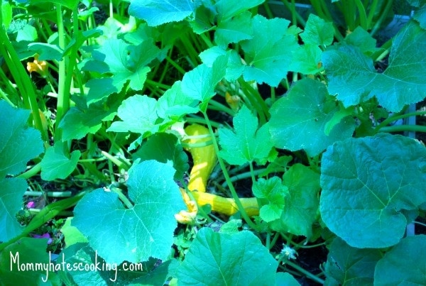 The end: Garden Update