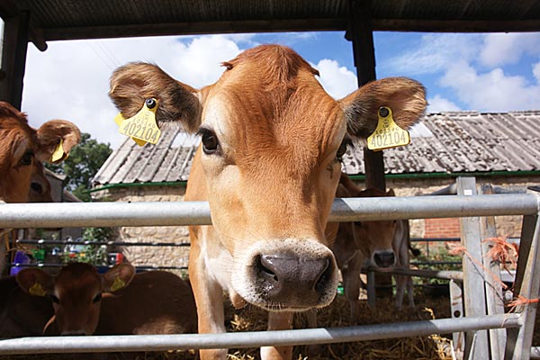 Tips and Tricks on Beef #iheartbeef
