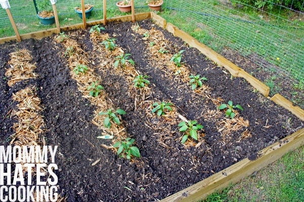 Growth in the Garden