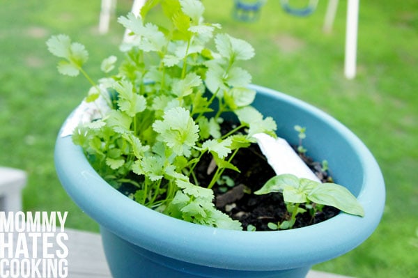 Gardening on Pinterest