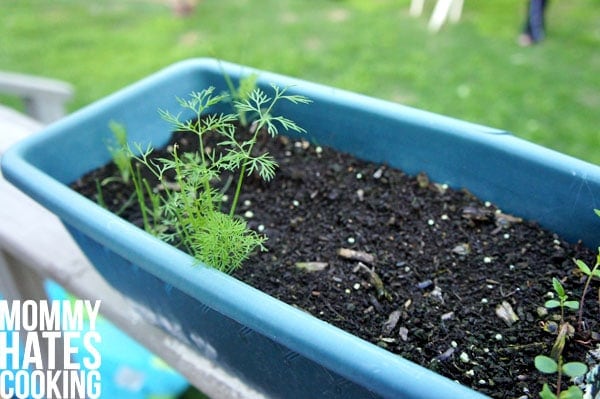 Growing and Transplanting in the Garden