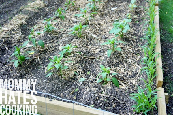 5 Tips for Starting Your Own Vegetable Garden