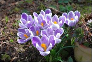 Gardening Activities for Kids
