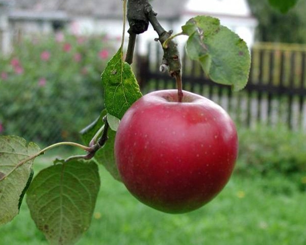 Five Healthy Superfoods