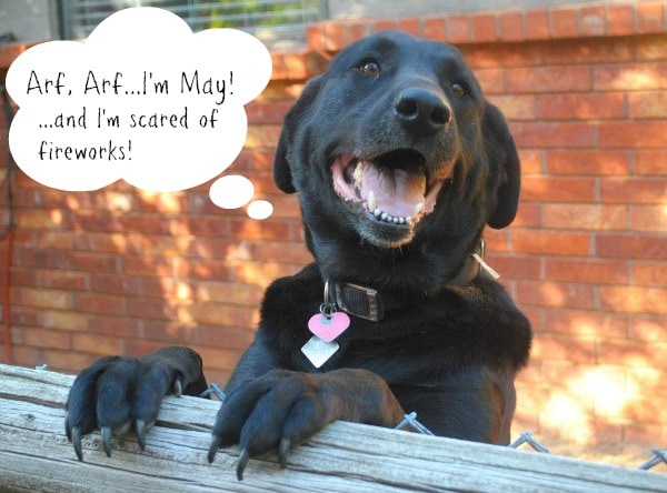 Nudges Dog Treats Made in the USA