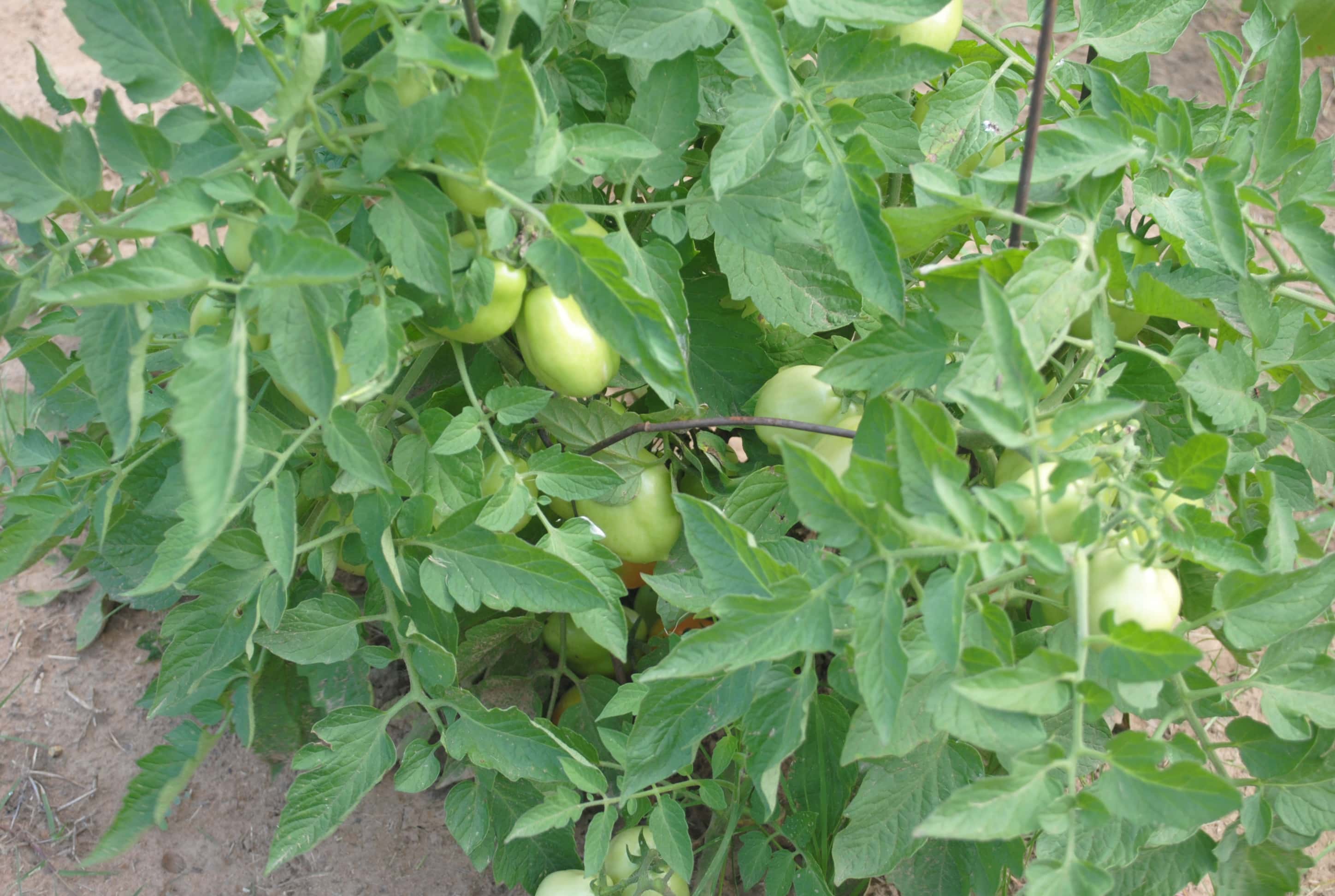 Growth in the Garden