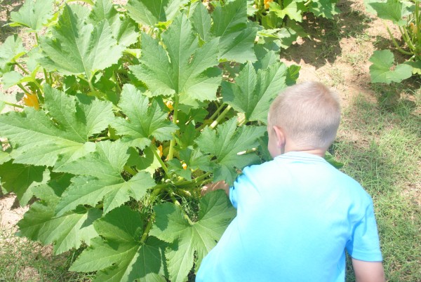 Garden 2014