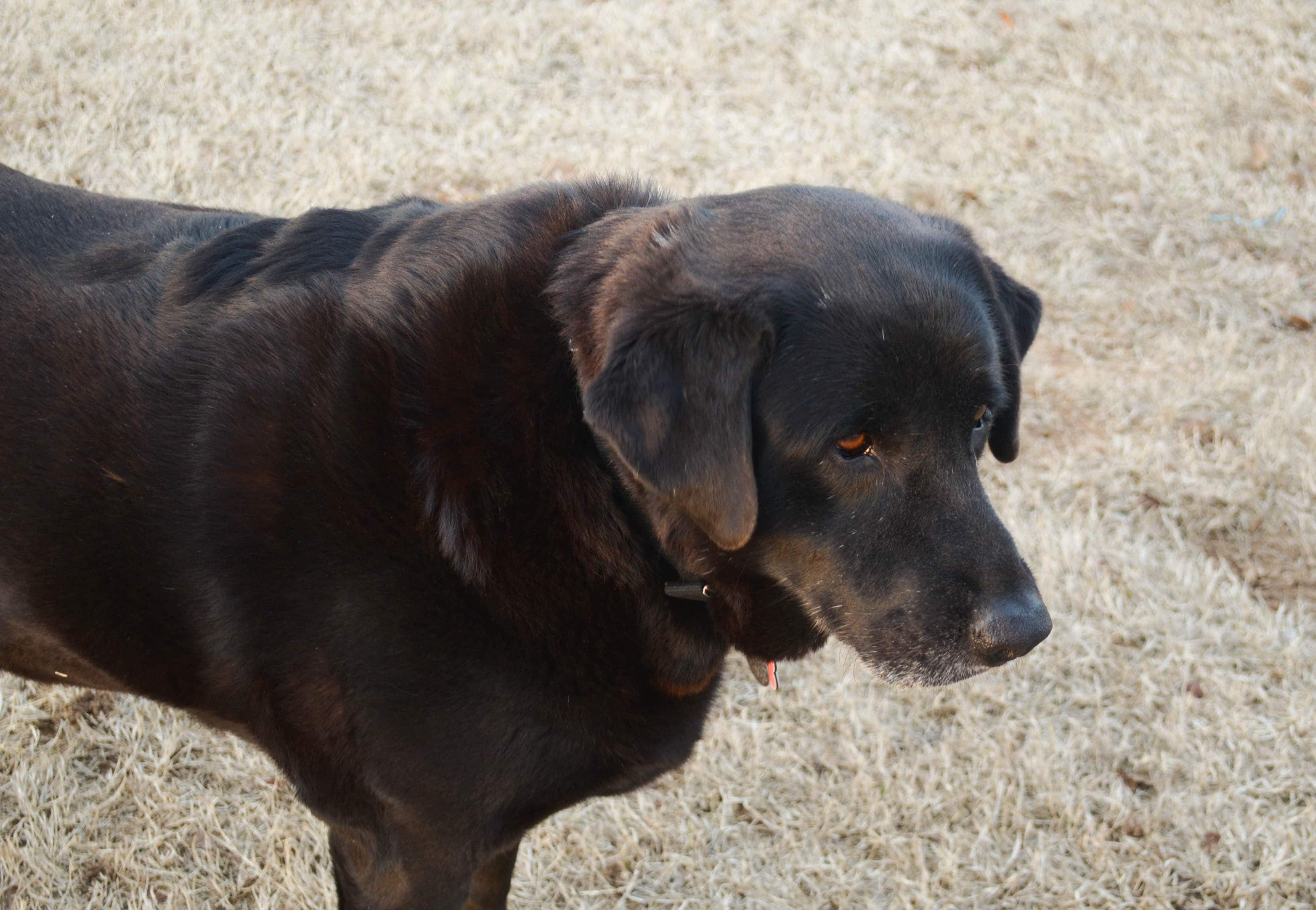 Purina® Pro Plan® Nutrition & Puppy Love