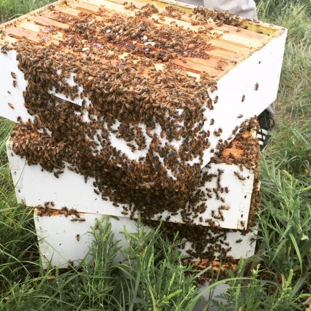 The Story of Honey
