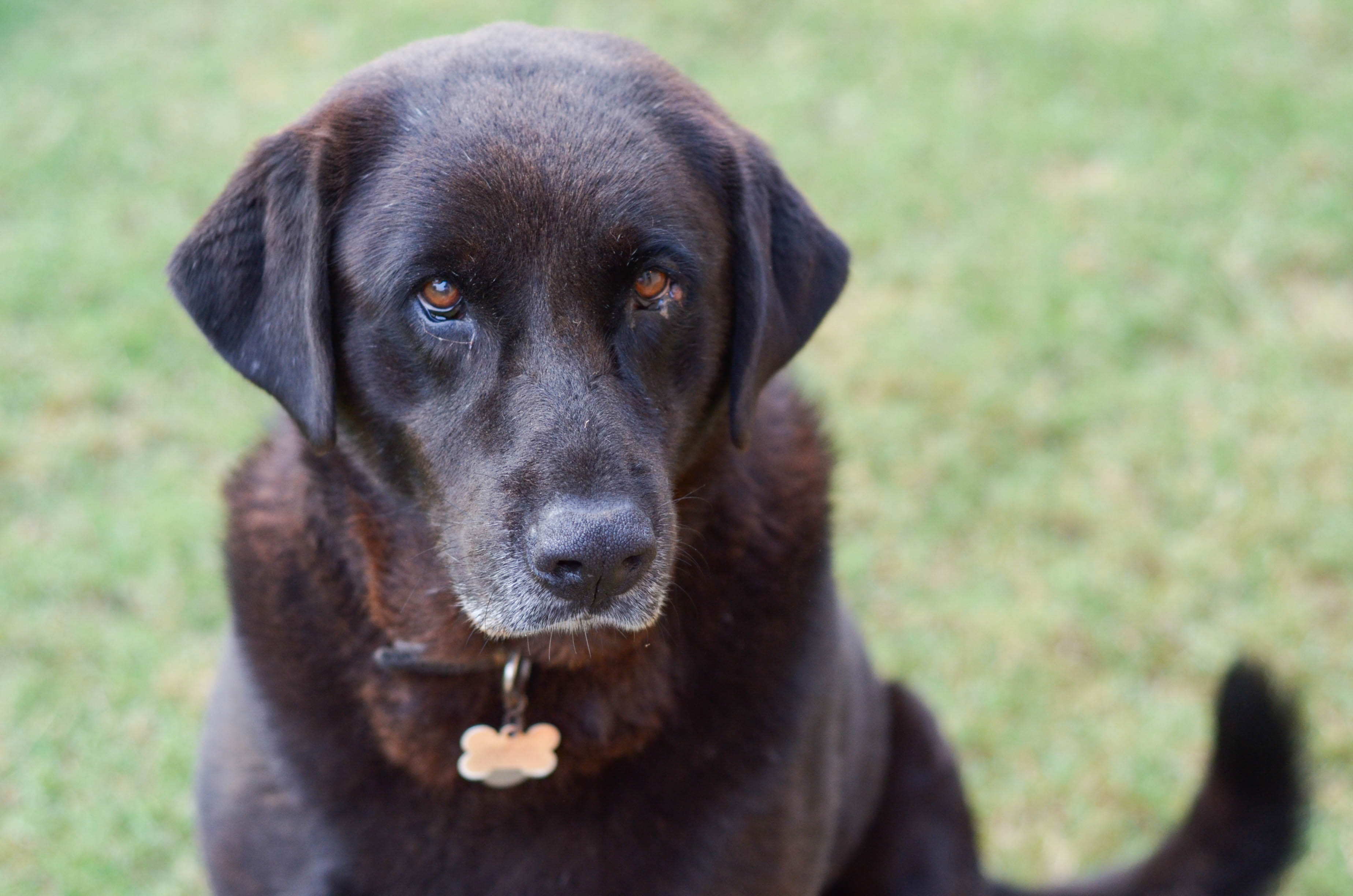 Iams® Visible Differences Challenge