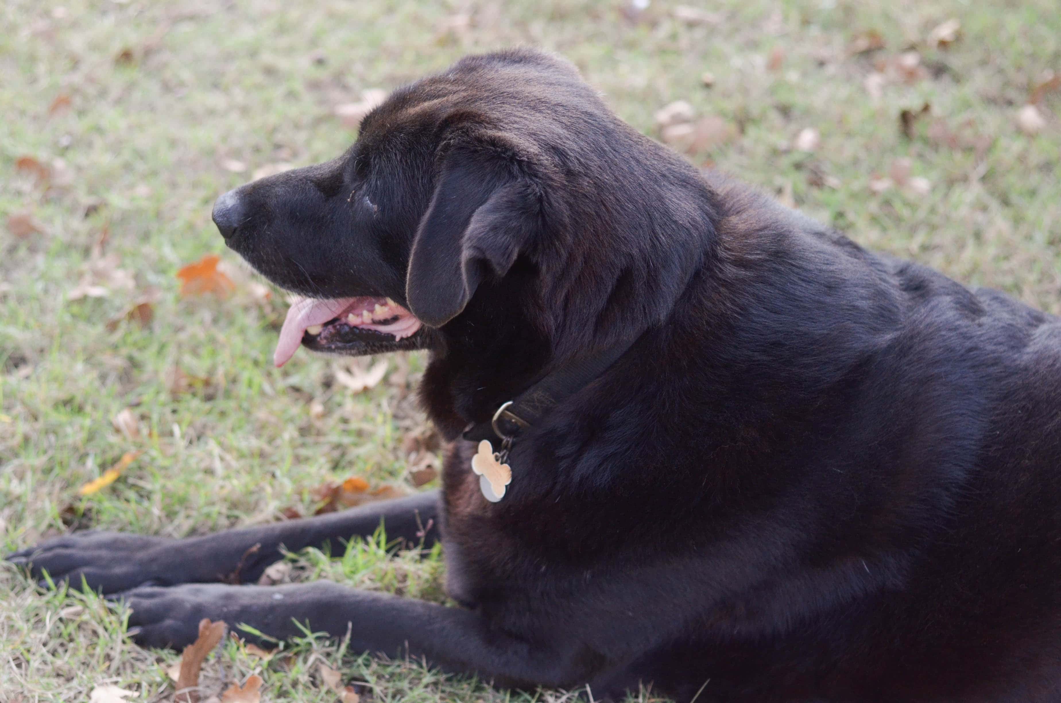 Eating Well for The Dog in Your Life