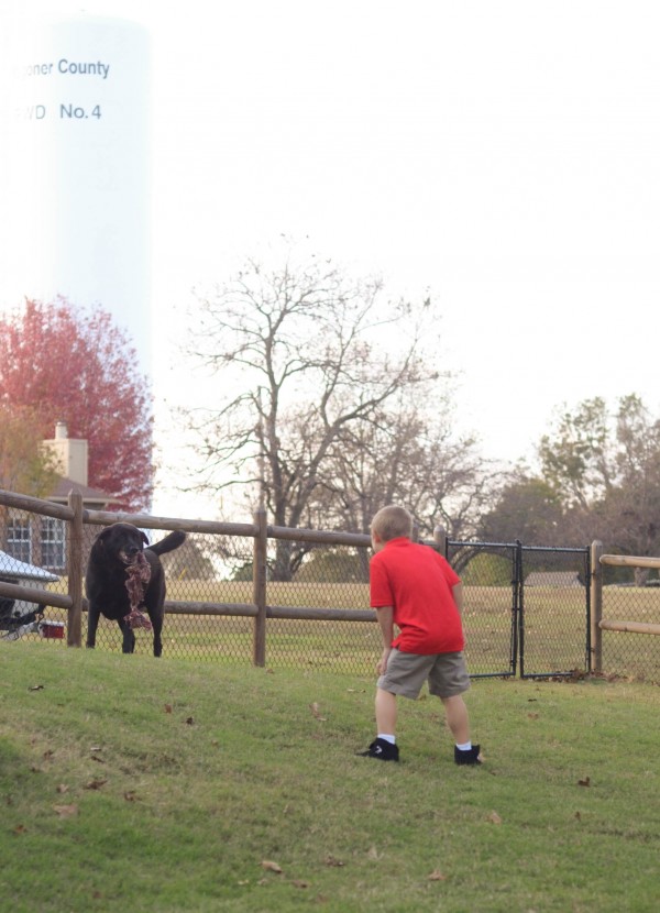 Iams® Visible Differences Challenge: Part 3 #IAMSDifference #ad