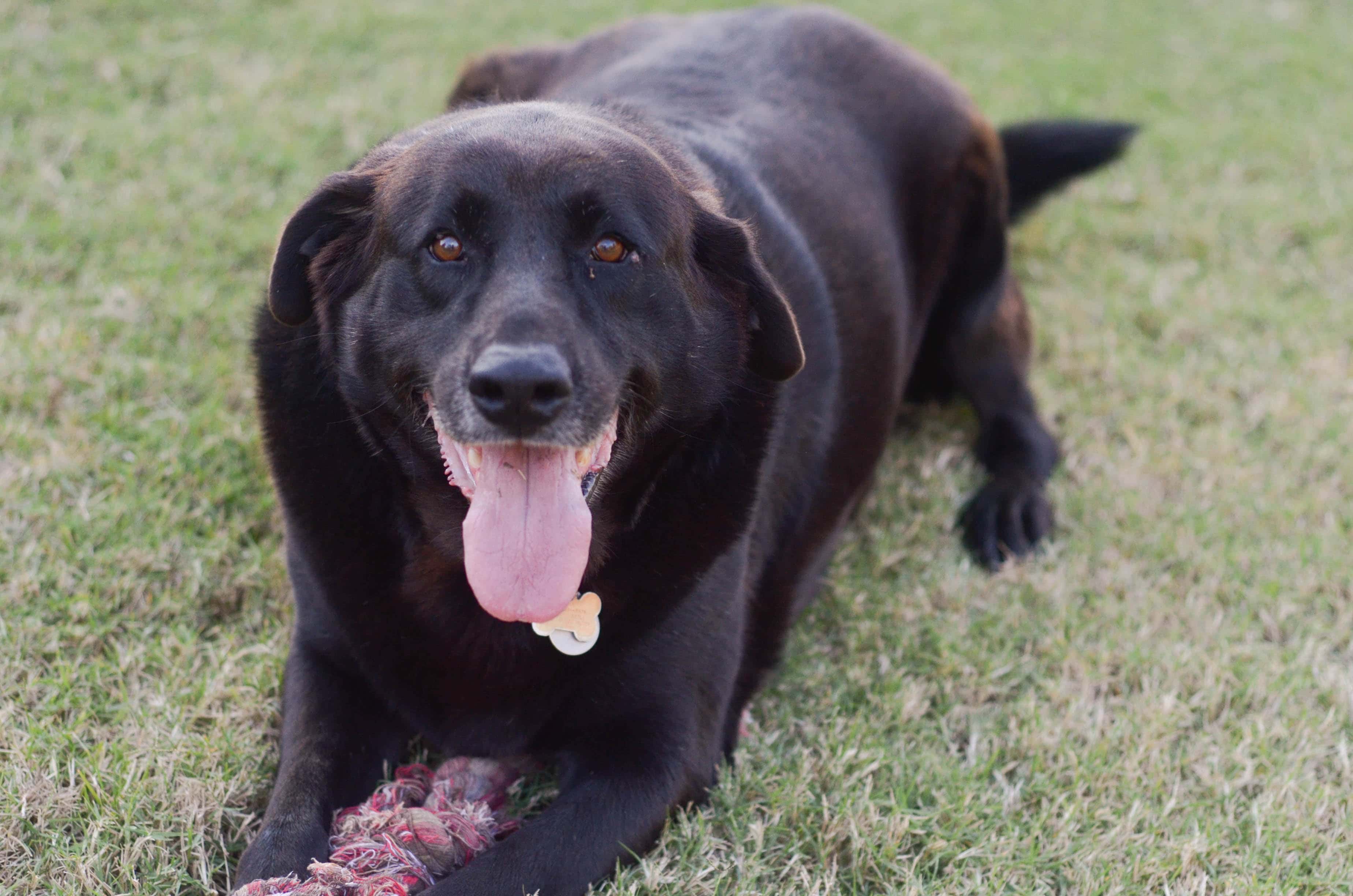 Iams® Visible Differences Challenge: Part 3