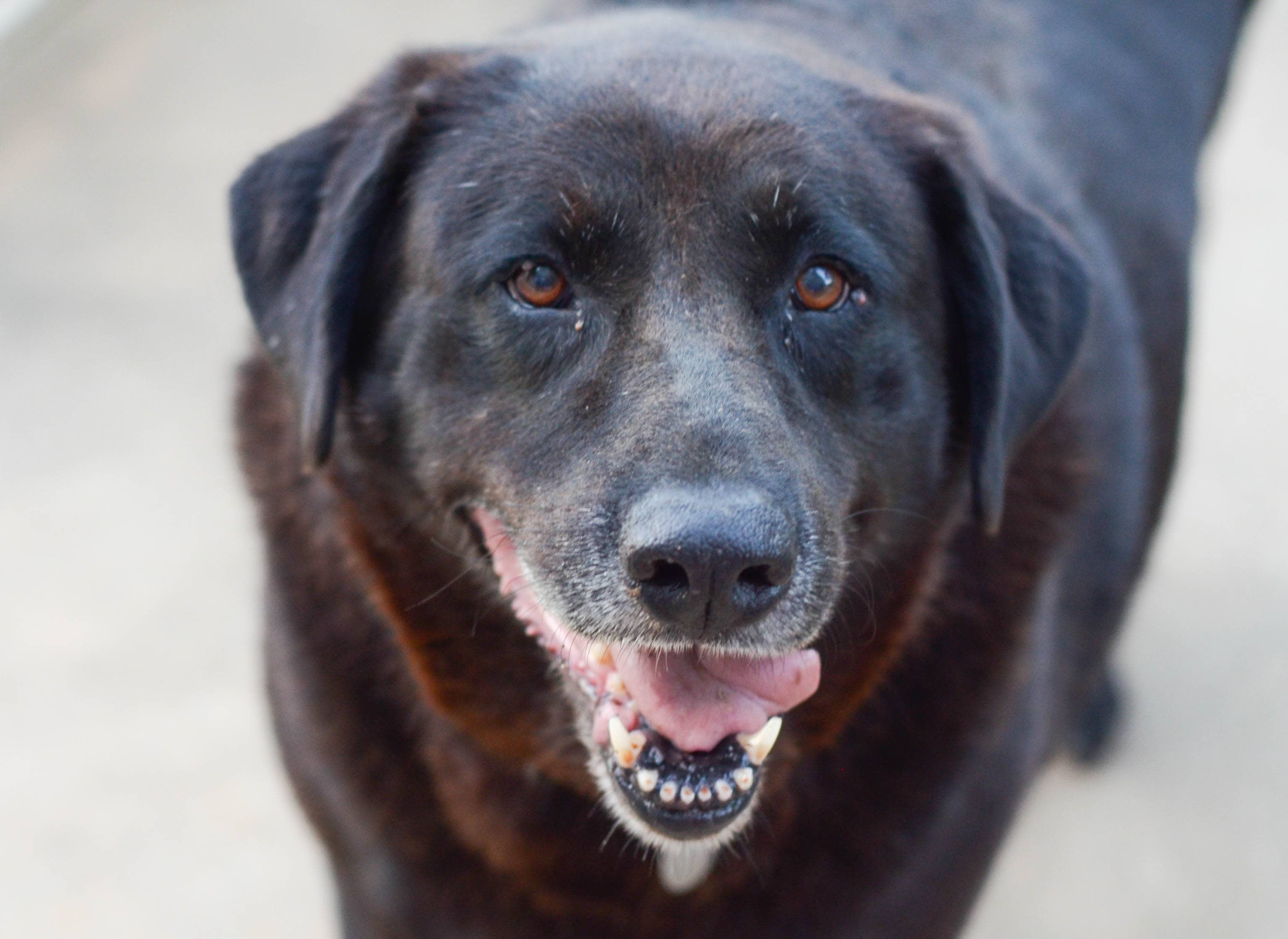 5 Tips for a Road Trip with the Family Dog