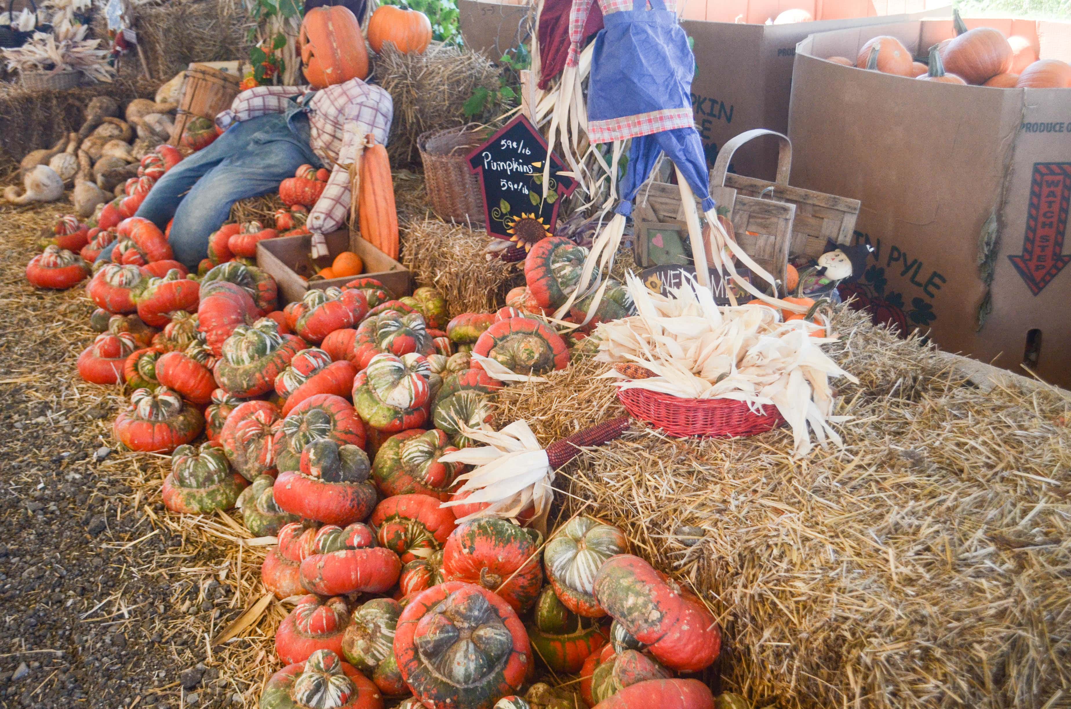 Enjoy Fall at Pumpkin Town Farms