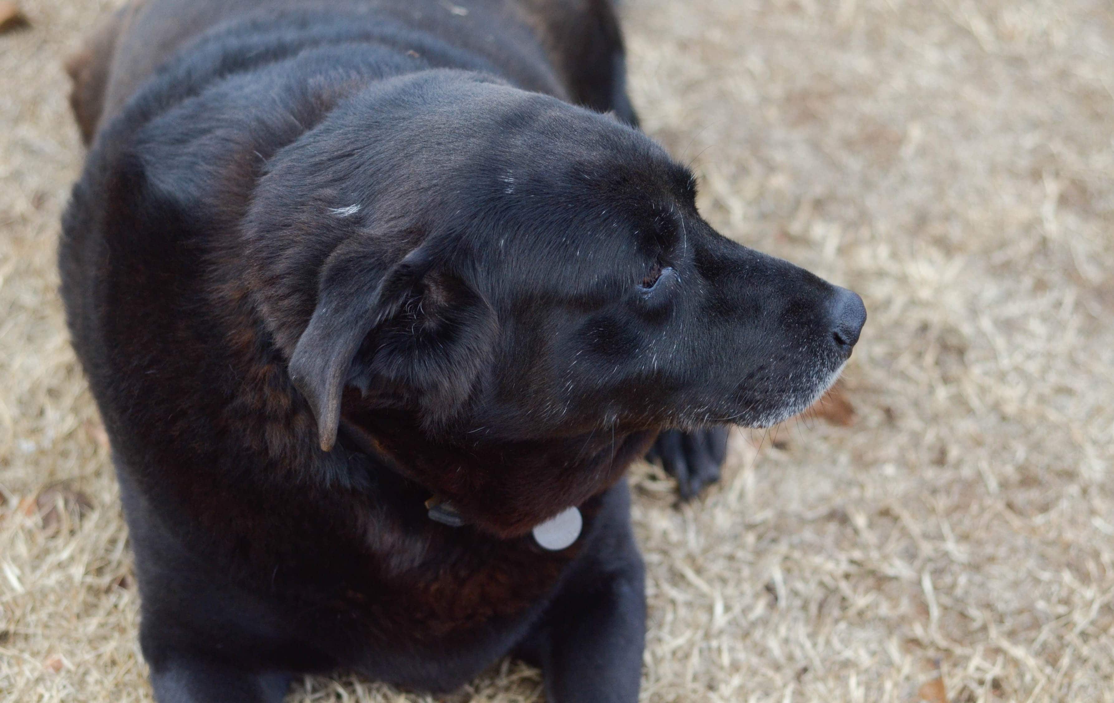 Let’s Love on Our Fur Babies with Luvsome