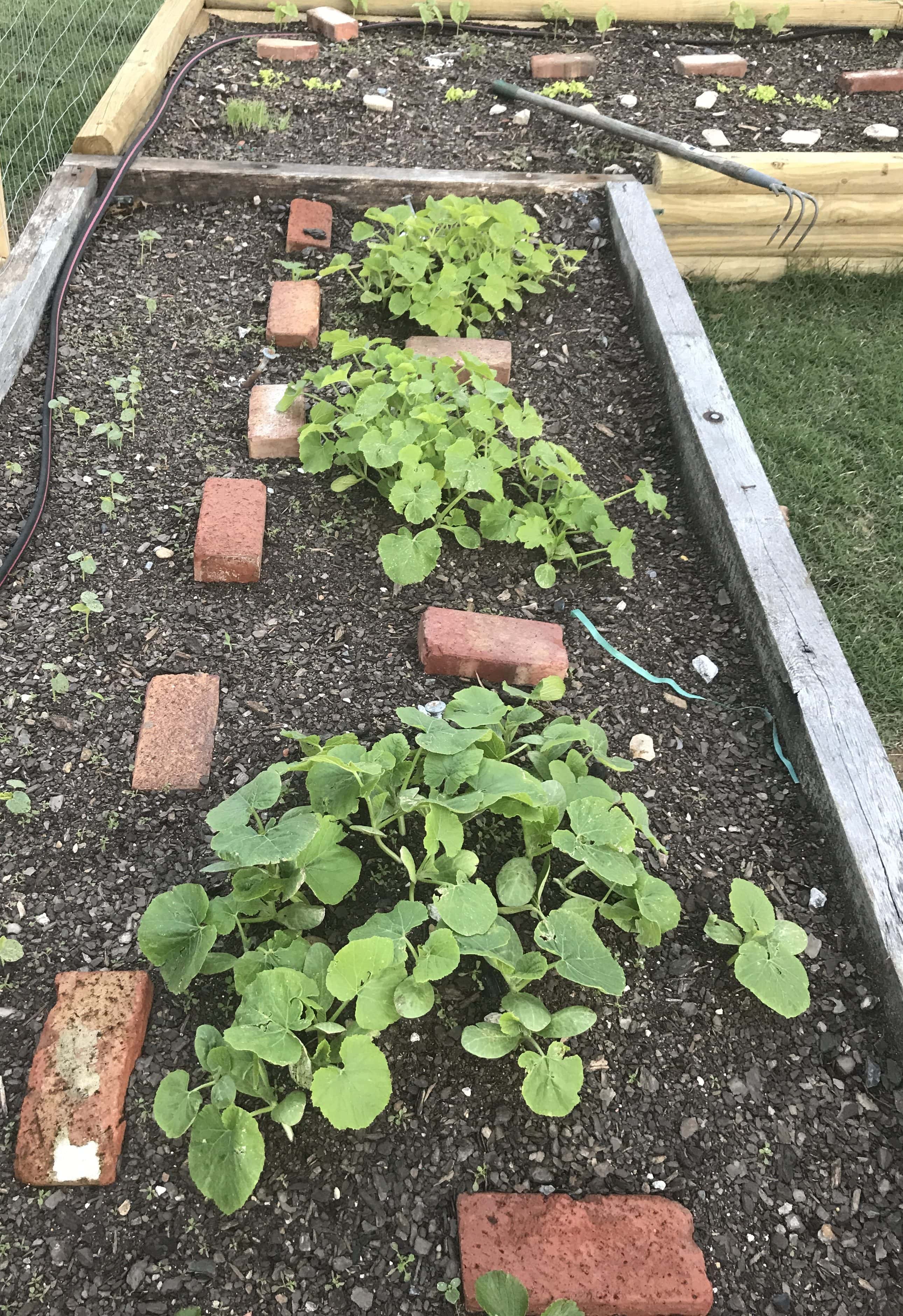 Rain, Rain, Rain & Gardening