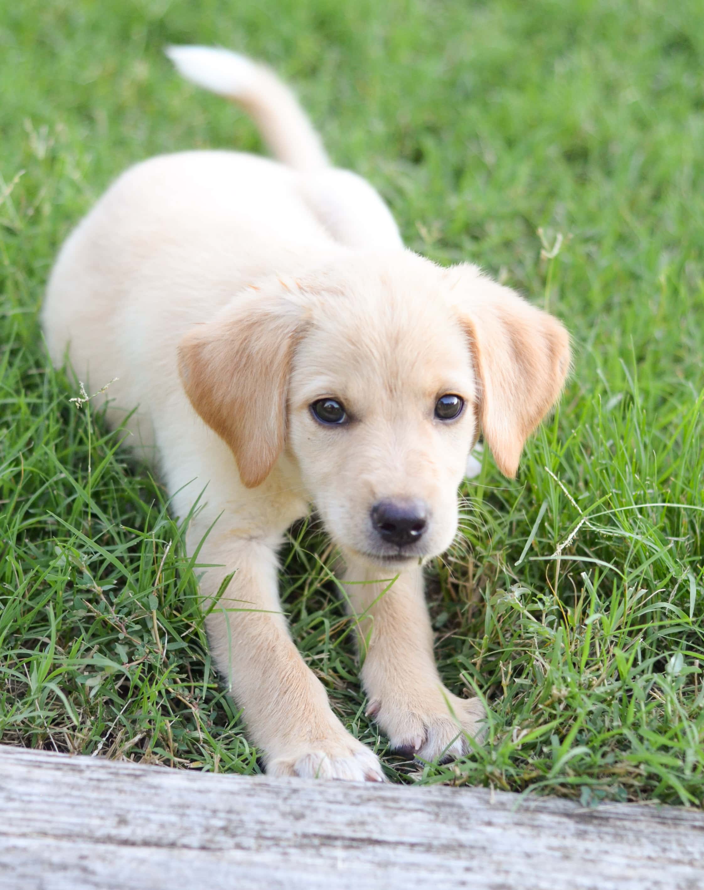 Puppy Playtime – Ways to Keep them Engaged