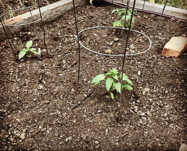 Planting the Garden 2017
