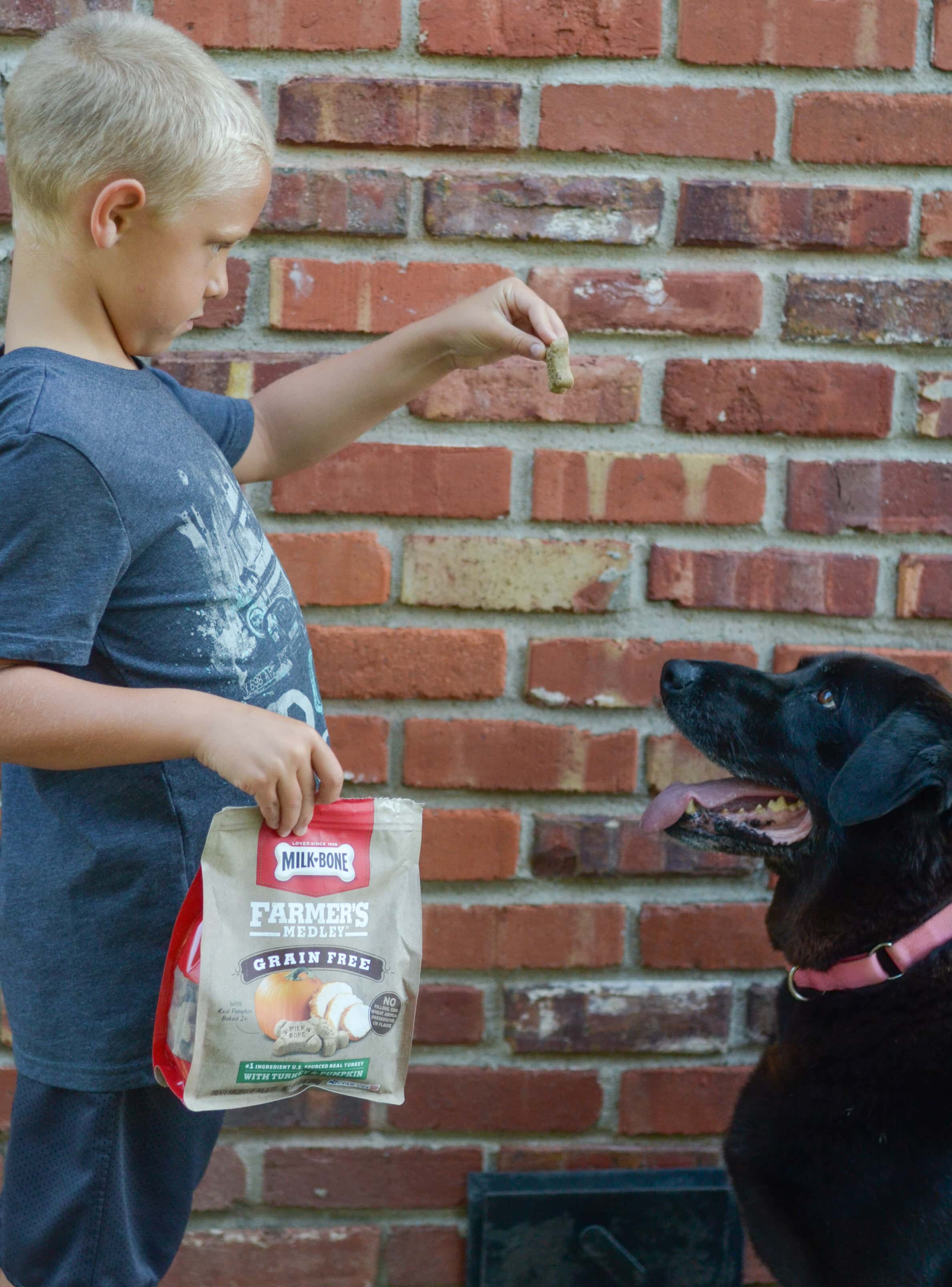 5 Must Haves for a New Puppy