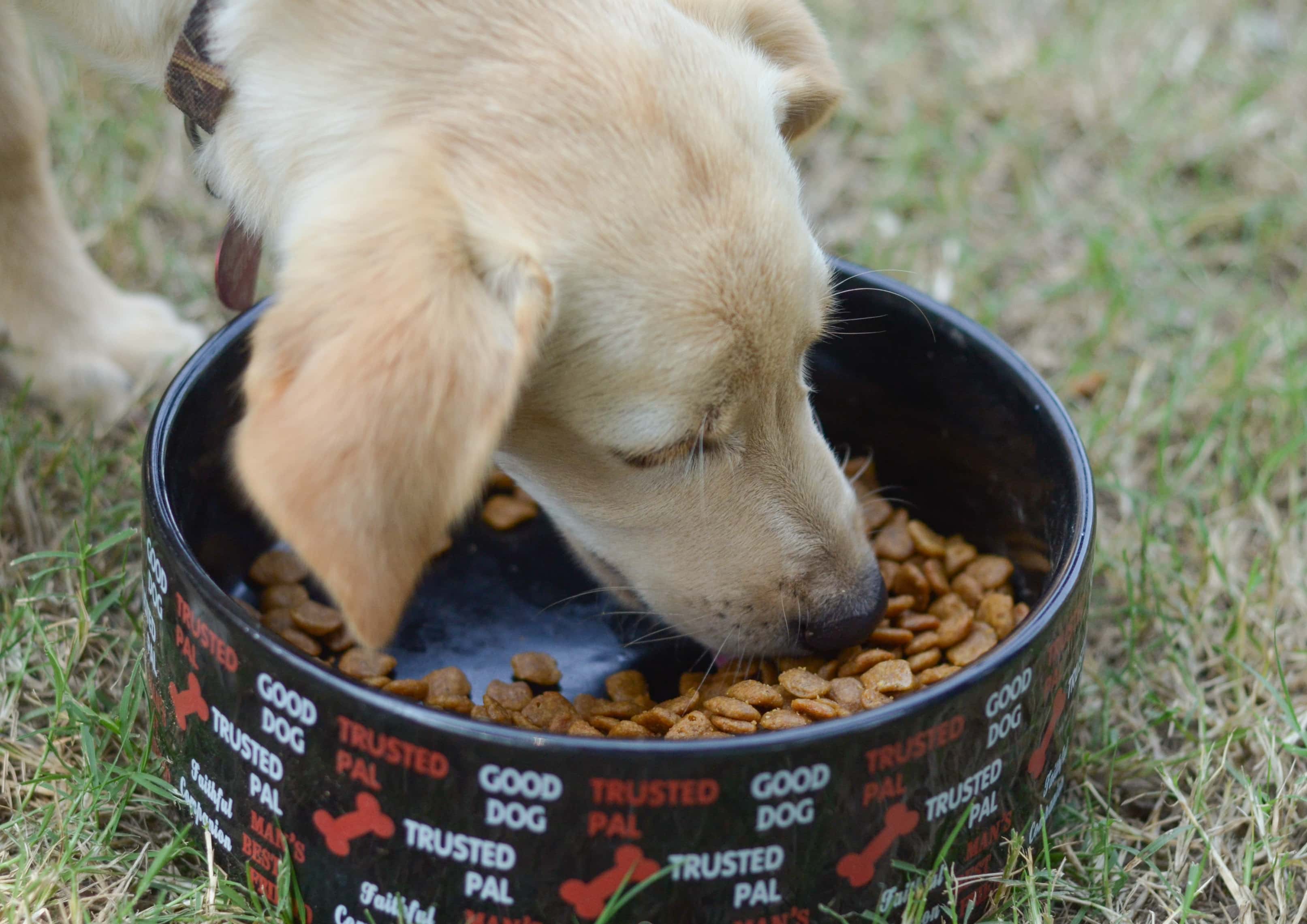 5 Ways to Keep Dogs Active