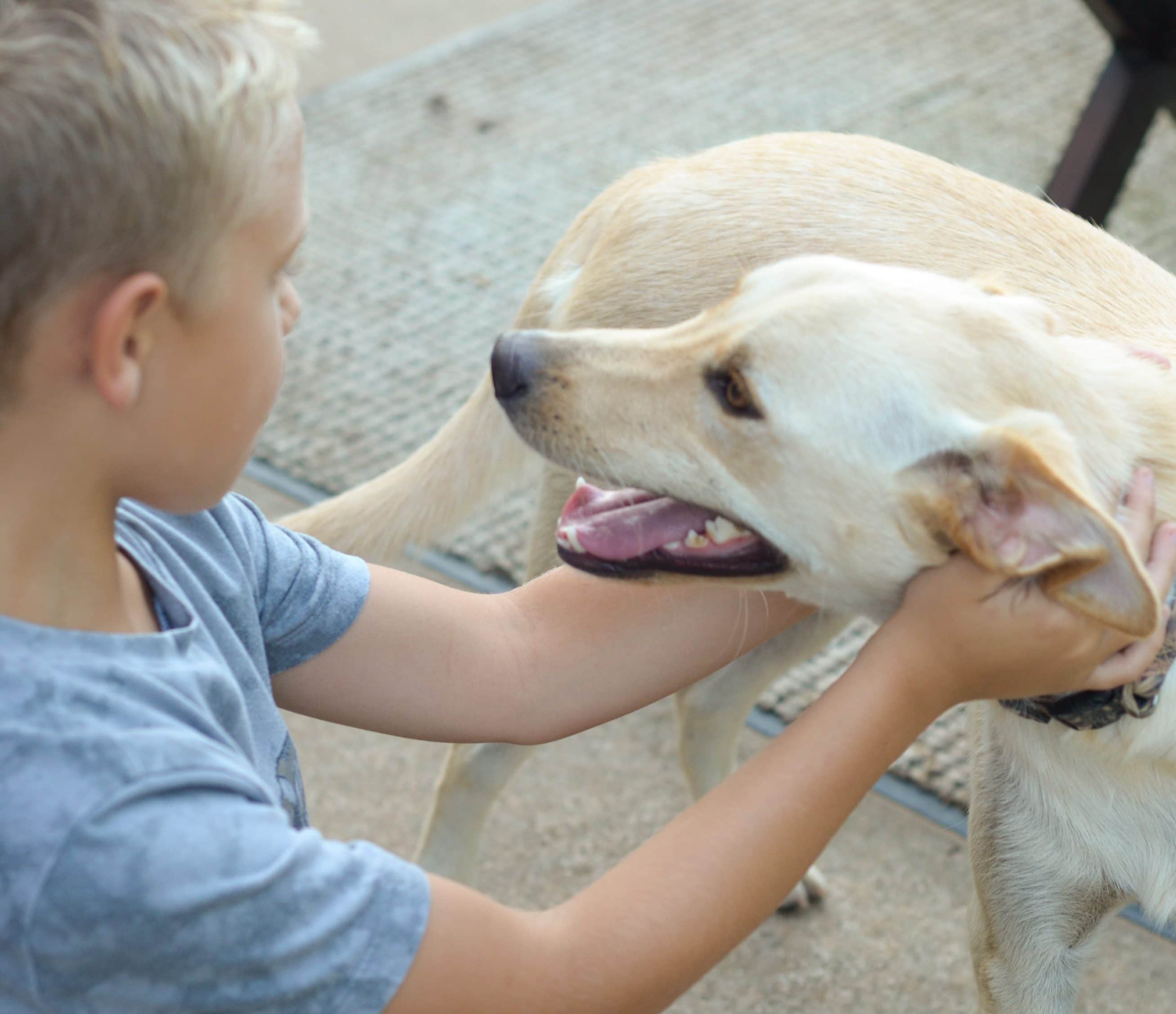 5 Dog Training Tips