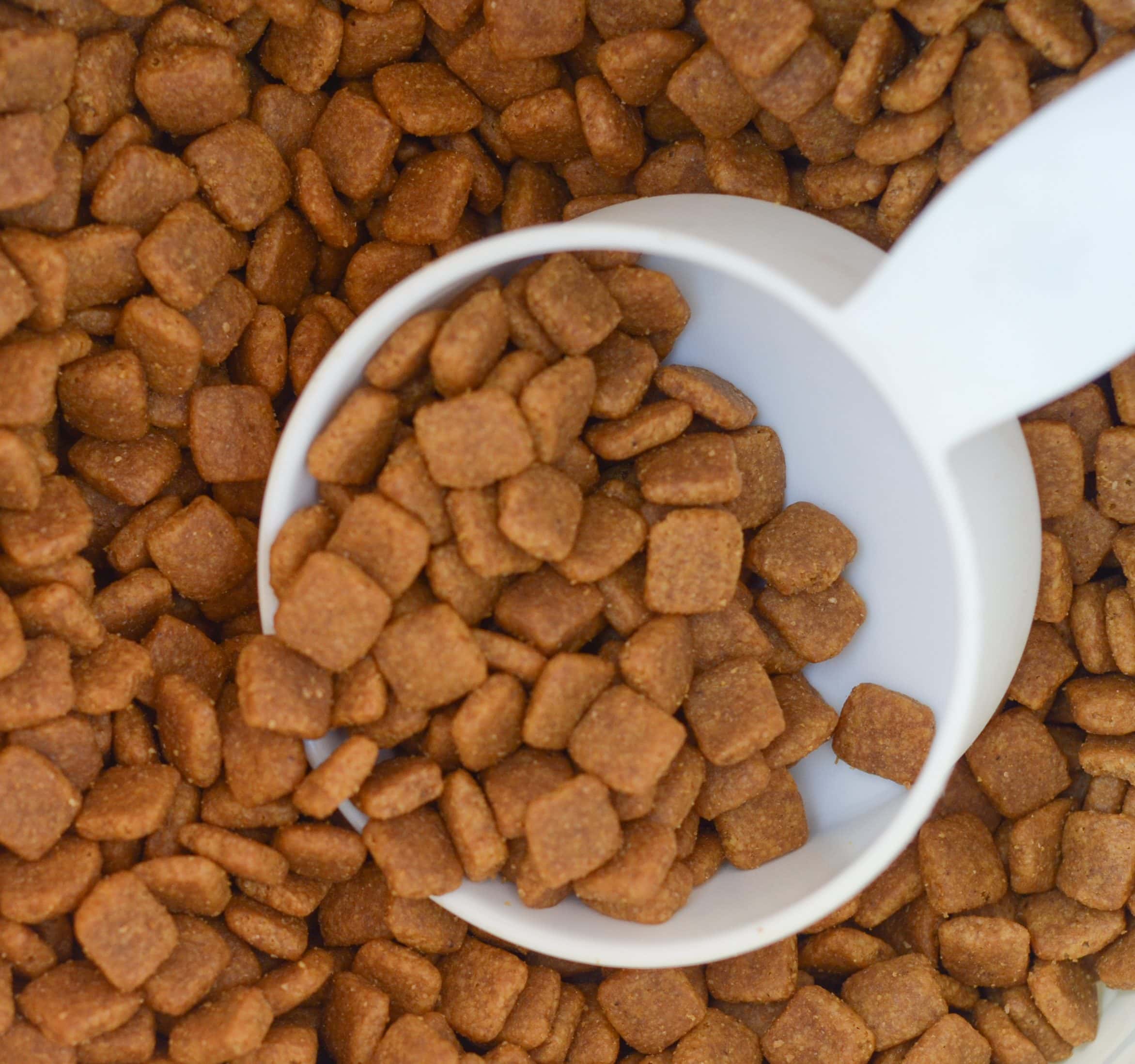 How to Choose the Right Dog Food