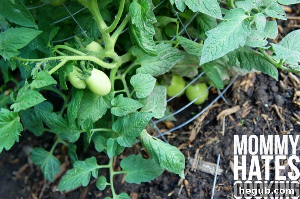 Organic Garden