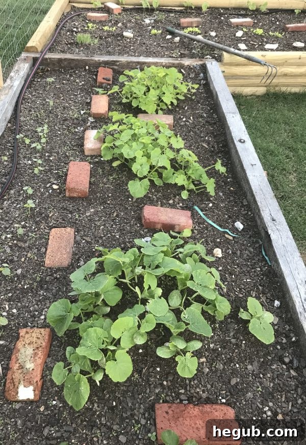 Lush green garden plants thriving after heavy rain, showcasing healthy leaves and early growth.