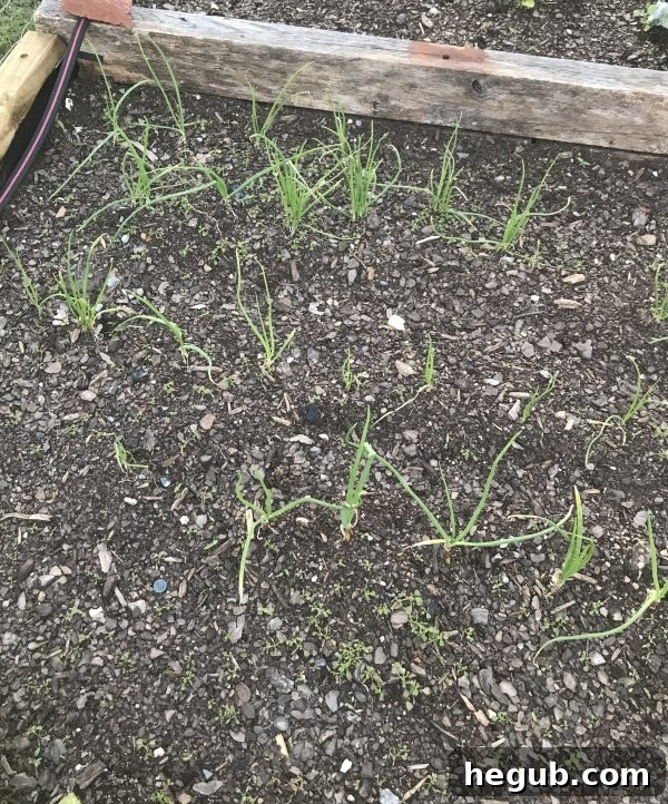 Three thriving garden plants, showing strong stems and vibrant leaves, ready for further growth.