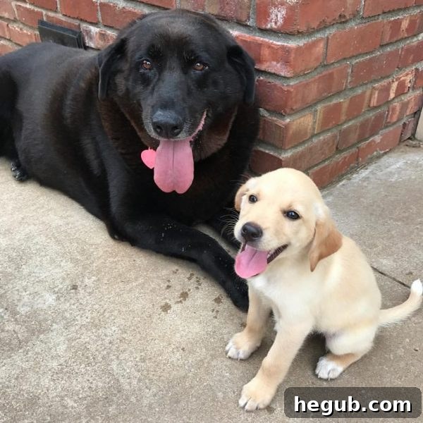 Excited for New Puppy Callie