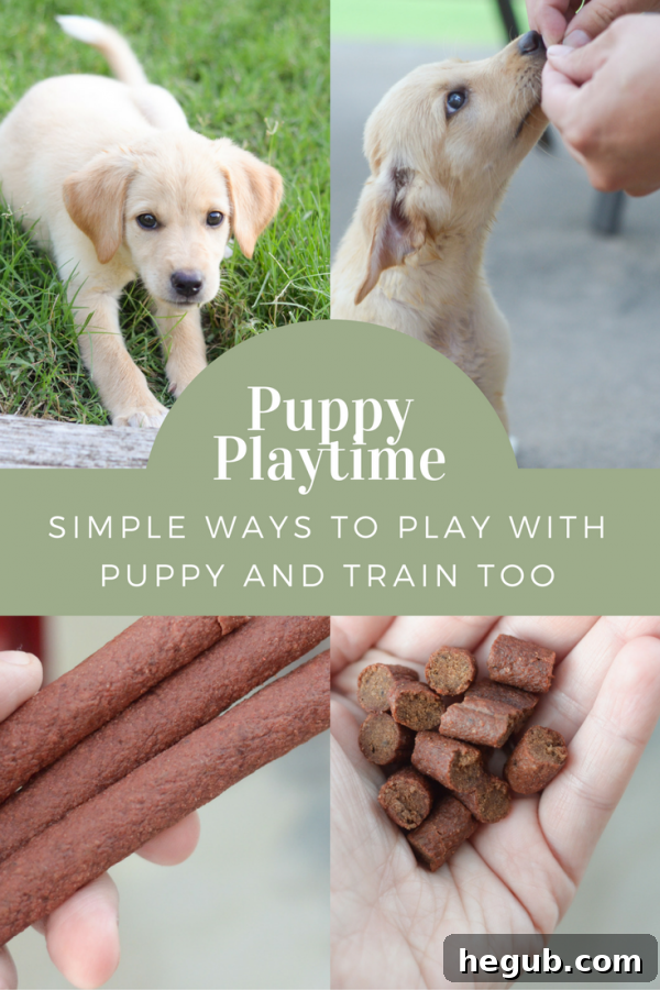Engaging Puppy Playtime Ideas