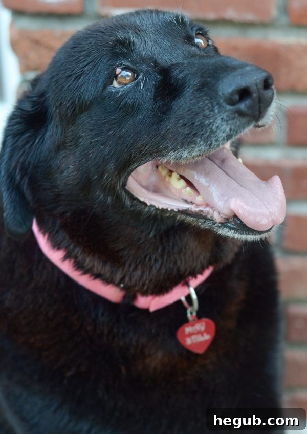 Puppy Engagement Strategies