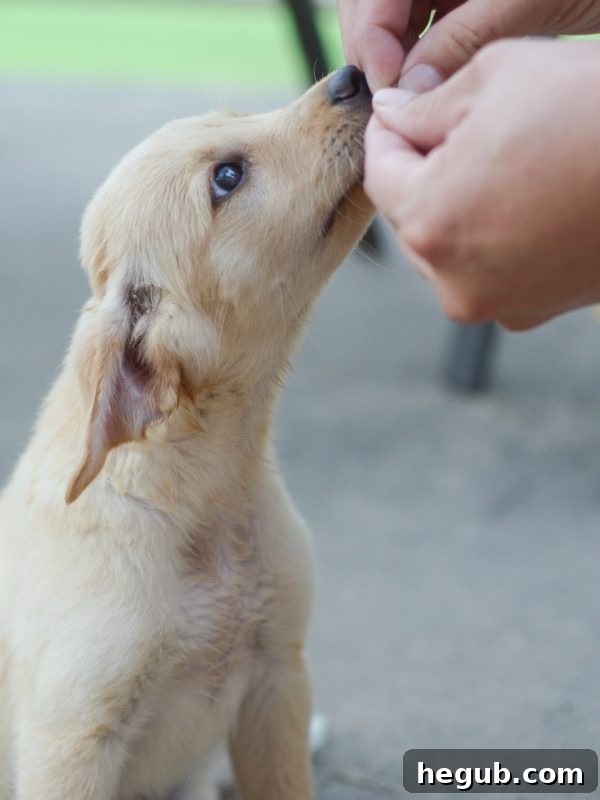 Puppy Rewards and Motivation