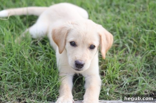 Tips for Engaging Puppy Playtime